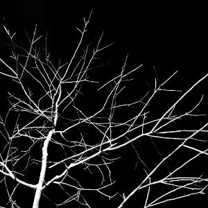 trä i svartvitt foto